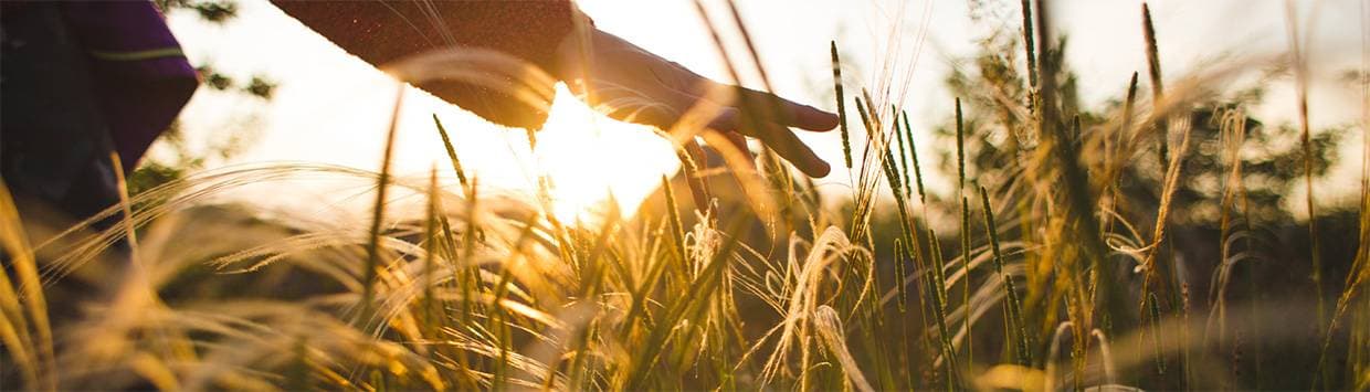 Hand som drar genom gräs