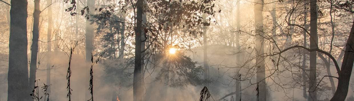 Träd i en skog vid en soluppgång