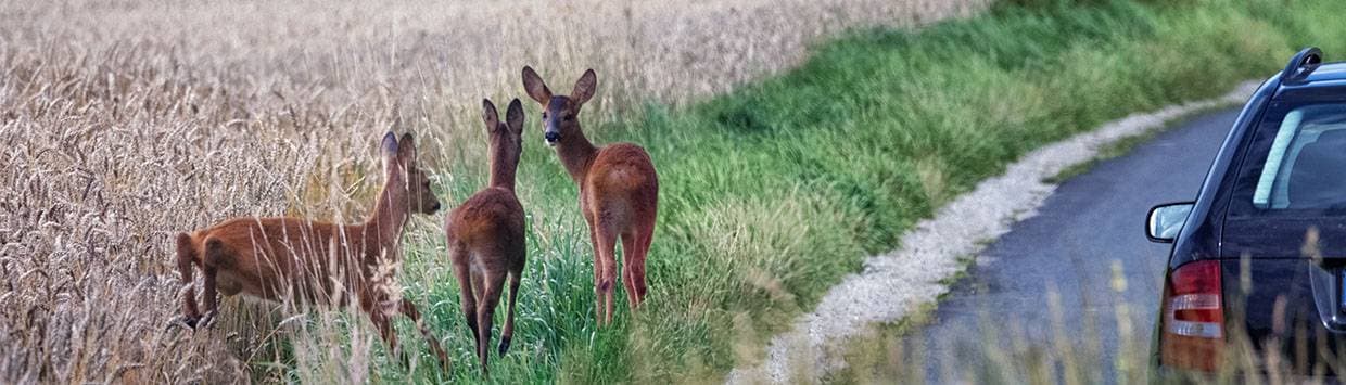 Rådjur vid vägkant