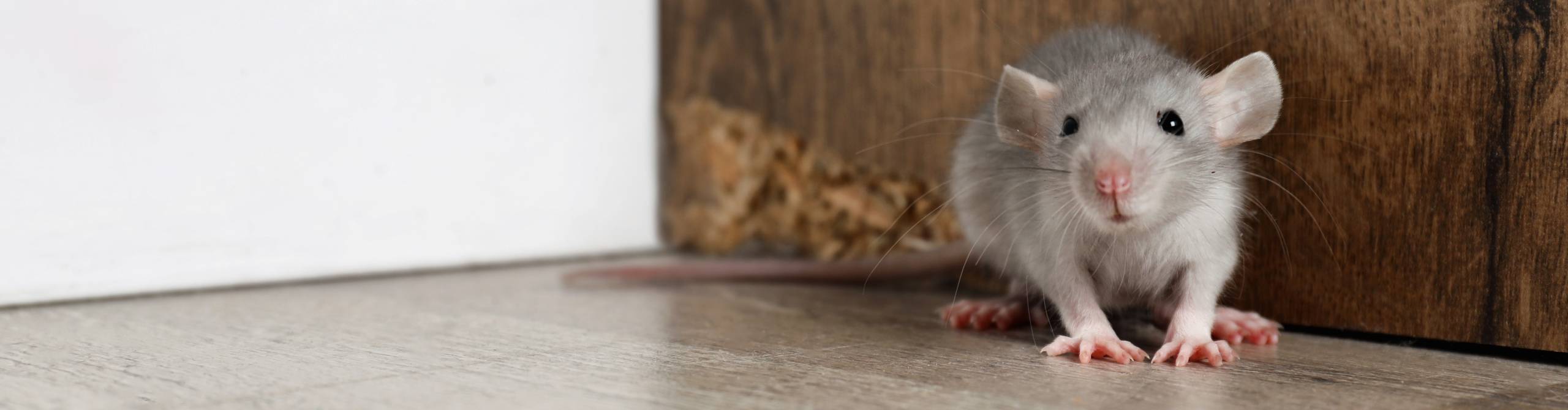 bild på en råtta