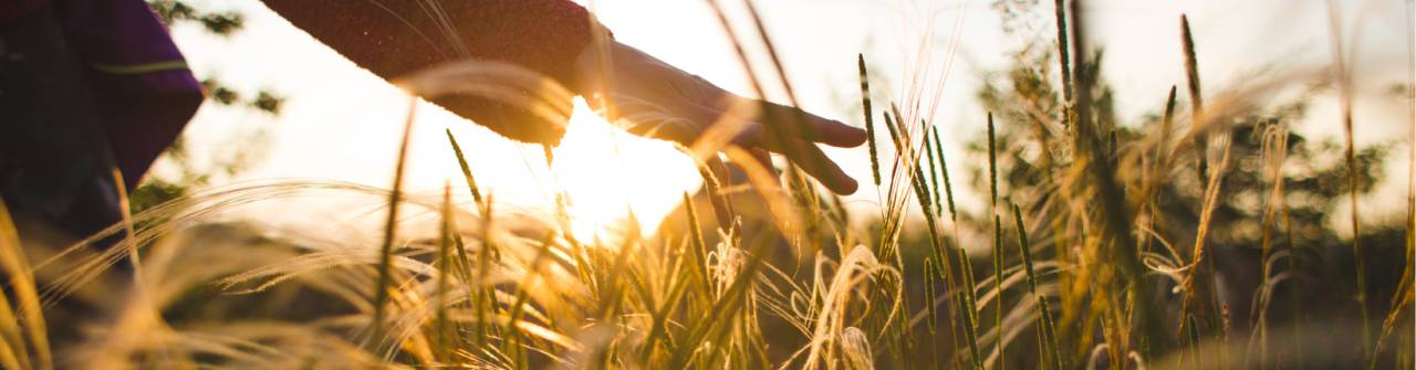 hand som strycker över gräs i soluppgång