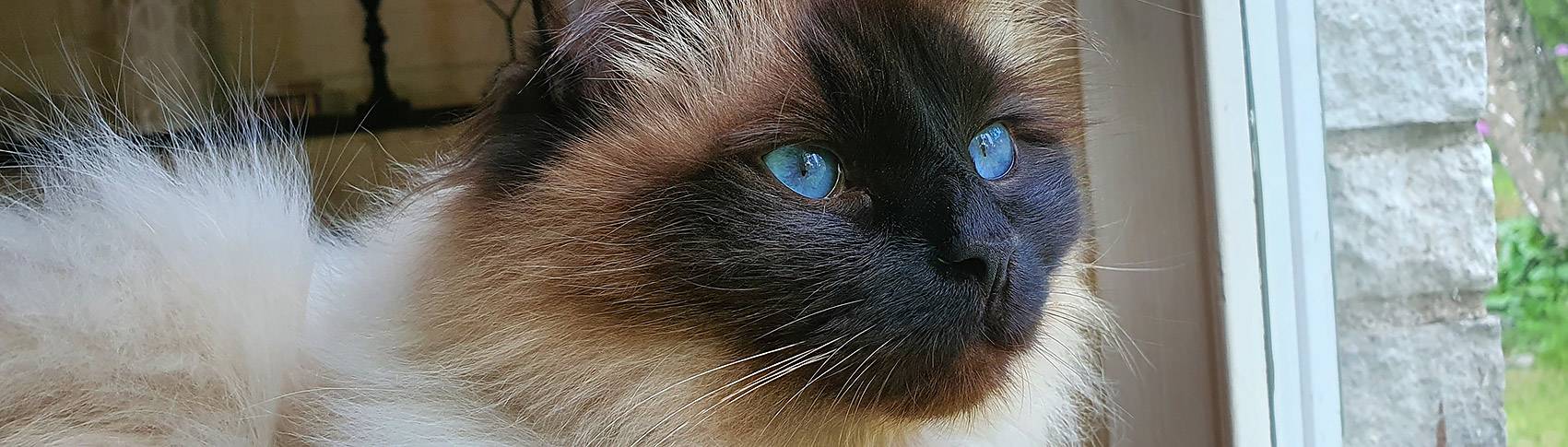 Katt vid ett fönster.